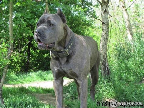 bandog prodej|Chovatelské stanice Bandog